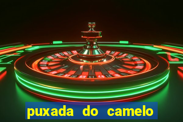 puxada do camelo jogo do bicho